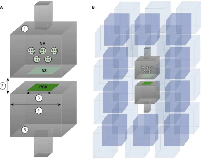 Figure 1. Geometrical model of chemical synapses. (A) 1. Presynaptic element containing synaptic vesicles (SV) and the active zone (AZ), at the center of which the neurotransmitter is released