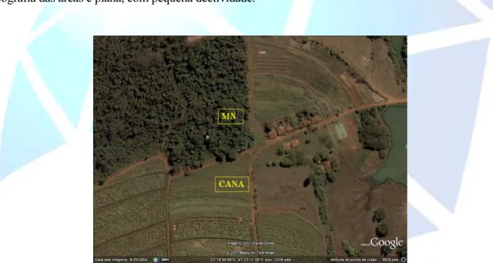 Figura 1 .  Localização das coletas do local da Área 1, mata nativa (MN) e cana-de-açúcar (CANA)