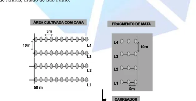 Figura 3. Modelo para amostragem do solo para análises químicas e físicas do solo. 