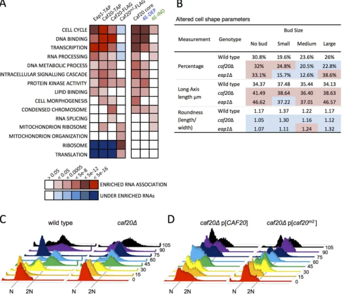 Fig 5. 4E-BP-bound mRNAs enrich cell cycle and transcription factors. A. Functional GO class analysis of mRNAs associated with the 4E-BPs by RNA- RNA-seq