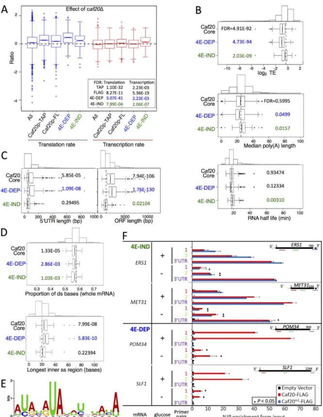 Fig 6. Features of Caf20p 4E-DEP and 4E-IND core bound mRNAs. A. Box and whisker plot showing impact of caf20 Δ on polysome association (blue) and transcript abundance (red) across sets of Caf20p-associated mRNAs [19]