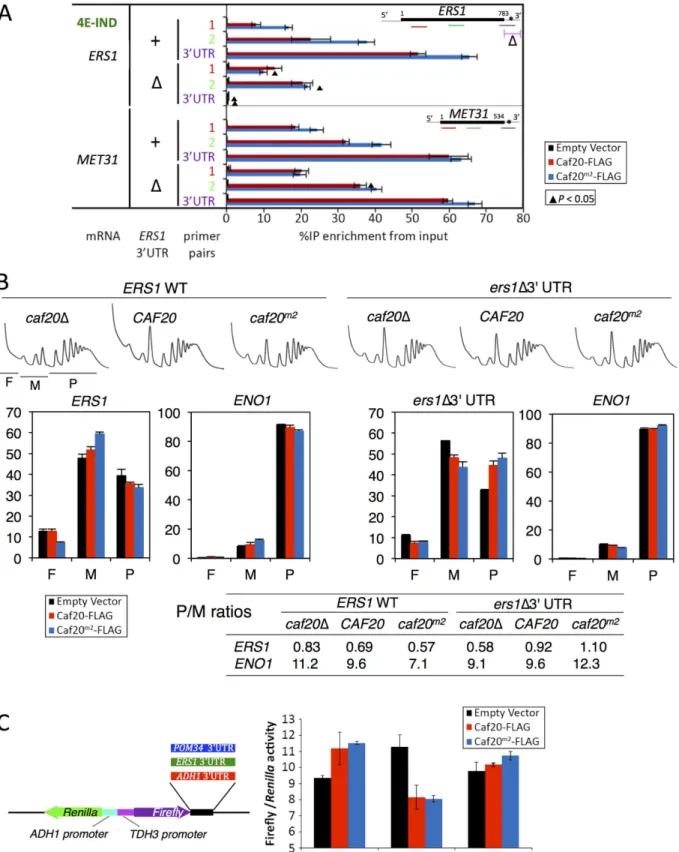 Fig 7. Caf20p and ERS1 3 ’ UTR contribute to the translational repression of ERS1 . A