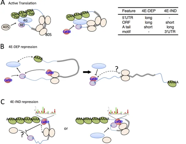 Fig 8. Models for 4E-DEP and 4E-IND Caf20p-mediated translational repression. A. Active translation