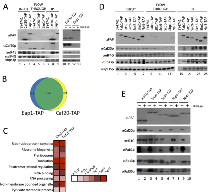 Fig 1. Identification of 4E-BP associating proteins using TAP-tag IPs. A. Western blots of the TAP IPs, lanes 1–9 show input, flowthrough and eluates for the IP strains and lanes 10–13 show the eluates of the 4E-BPs with and without RNase I digestion