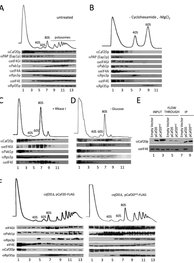 Fig 2. 4E-BPs associate with translating ribosomes in an eIF4E-independent manner. A. Sucrose density gradient analysis of extracts from the Eap1-TAP strain