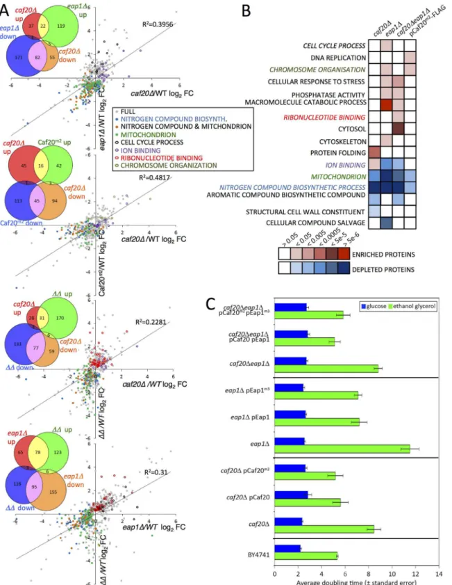 Fig 3. The altered proteome of single, double 4E-BP Δ and Caf20 m2 -FLAG strains. A. Pairwise comparisons of changes to proteome profiles for the 4E-BP Δ strains plotting log2 fold changes (log2FC) of each mutant strain to wild type (WT), showing only sign