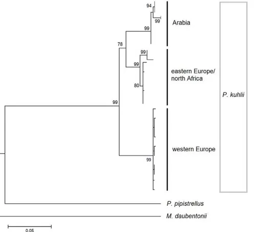 Figure 1. A neighbour-joining tree for the Cytochrome b gene for Pipistrellus kuhlii for the Arabian peninsula, northern Africa, and Europe [44]