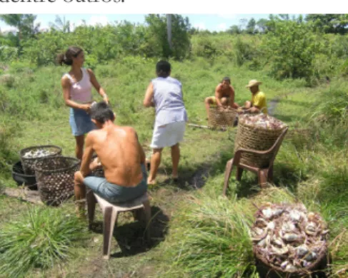 Figura 2: Atividade familiar com o envol- envol-vimento de homens e mulheres no  proces-so de esquartejamento do Caranguejo-uçá  (Ucides cordatus) nas comunidades no  entor-no dos manguezais, Bragança-PA, costa  amazônica brasileira