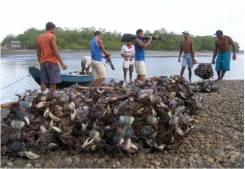 Figura 3: Atividade de reciprocidade entre  os pescadores de caranguejo-uçá (Ucides  cordatus) nas comunidades do entorno dos  manguezais, Bragança-PA, costa  amazôni-ca brasileira