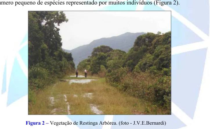 Figura 2 – Vegetação de Restinga Arbórea. (foto - J.V.E.Bernardi)  2.4.3. Floresta Pluvial Tropical da Planície Litorânea 