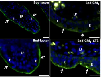 Figure 5. DRM analysis of membrane-associated FM. Total membranes (TMs) and DRMs were prepared from mucosal explants cultured for 1 h in the presence of FM (A) or from microvillar membrane vesicles treated with FM (B), as described in Methods