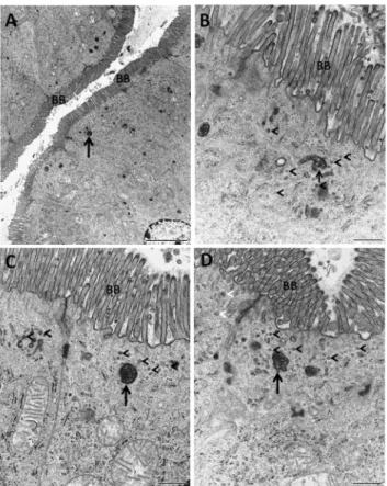 Figure 7. Acidifying organelles identified with Lysotracker. A: