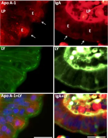 Figure 3 shows a similar labeling experiment, using LY instead of FM, and it clearly demonstrates that ganglioside GM 1 , visualized by its ligand Alexa-conjugated CTB, remained at the apical cell surface during the formation of the LY-positive TWEEs