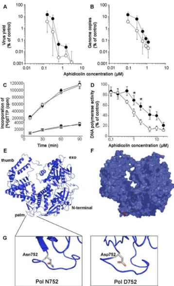 Figure 7. Differential Sensitivity of the Pol D/N752 Virus and Protein Variants to Aphidicolin and Structural Modeling of the Pol Region of Interest (A) Cells were infected with the Pol D752 revertant (  ) or N752 mutant ( * ) virus, treated with aphidicol