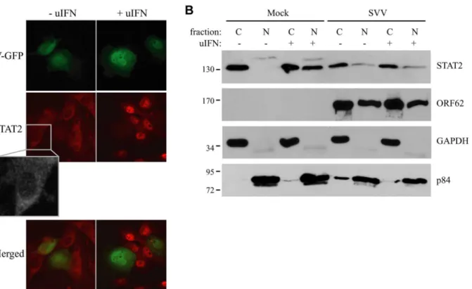 Fig 2. IFN-induced nuclear translocation of STAT is blocked in SVV-infected cells. (A) TRFs were infected with SVV.eGFP (ratio 10:1) and at 48 hours p.i., the cells were stimulated with 5000 U/ml uIFN for 40 minutes