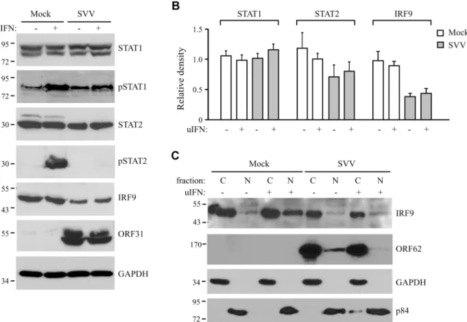 Fig 3. SVV prevents IFN-mediated phosphorylation of STAT2 and reduces expression levels of STAT2 and IRF9