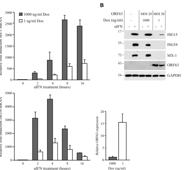 Fig 4. SVV ORF63 inhibits IFN-stimulated gene expression. (A) TRFs were co-infected with AdTA at MOI 10 and AdORF63 at MOI 20 in the presence of 1000 ng/ml doxycycline (Dox) to suppress ORF63 expression or 1 ng/ml Dox to allow for ORF63 expression