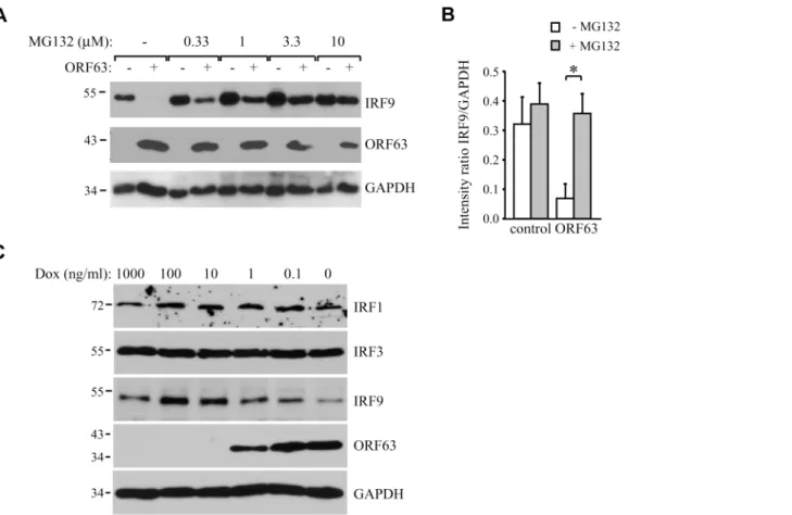Fig 6. ORF63 induces proteasomal-degradation of IRF9, but does not affect IRF1 or IRF3