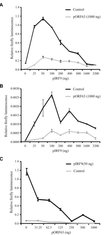 Fig 8. ORF63 inhibits IRF9-enhanced JAK-STAT signaling in HEK 293T cells. HEK 293T cells were co- co-transfected with 1 μg of a plasmid encoding ISRE-luciferase, and the indicated amounts of plasmids encoding SVV ORF63 (pORF63) and rhesus IRF9 (pIRF9)