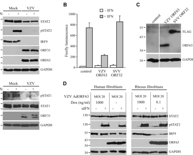 Fig 10. Inhibition of IFN-induced JAK-STAT signaling by VZV. (A) MRC5 cells were infected with VZV.eGFP (ratio 5:1) for 48 hours and stimulated for 20 minutes with 5000 U/ml uIFN