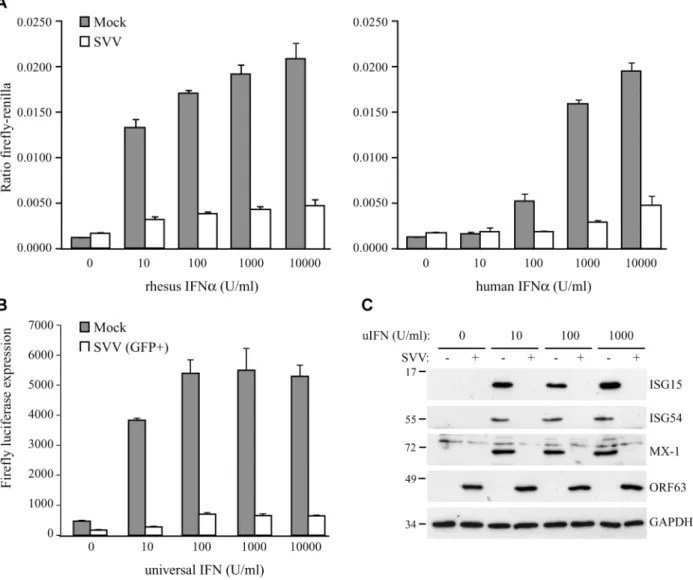 Fig 1. SVV inhibits IFN-induced ISG expression. TRFs stably expressing firefly luciferase under an ISRE promotor and constitutively expressing renilla luciferase (TRF-ISRE) were mock infected or infected with SVV.eGFP in a ratio of 5:1