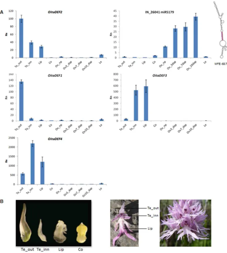 Figure 6. Relative expression pattern of selected conserved and putative novel miRNAs in different tissues of O