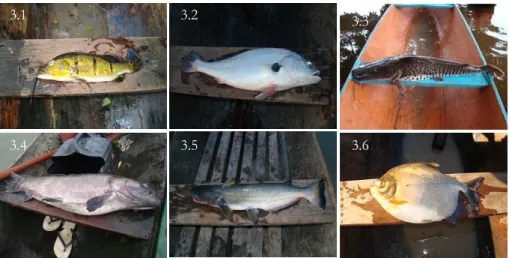Figura 3.1 a 3.6 – Peixes consumidos e comercializados na ResEx Riozinho do Anfrísio,  Pará, Brasil