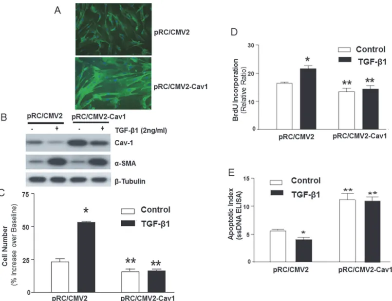 Figure 4. Over-expression of Cav-1 inhibits proliferation of human lung fibroblasts/myofibroblasts and abrogates the anti-apoptotic effects of TGF-β1
