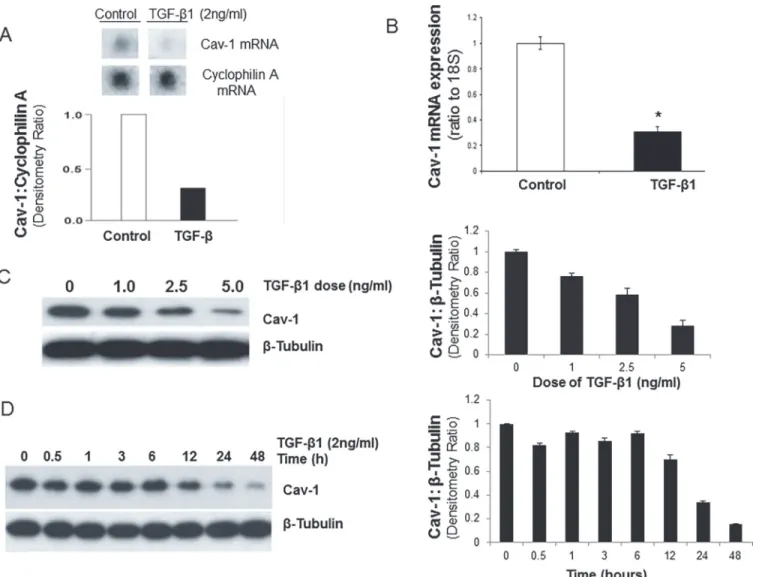 Figure 2. TGF-β1 induces dose- and time-dependent down-regulation of CAV-1 in human lung fibroblasts