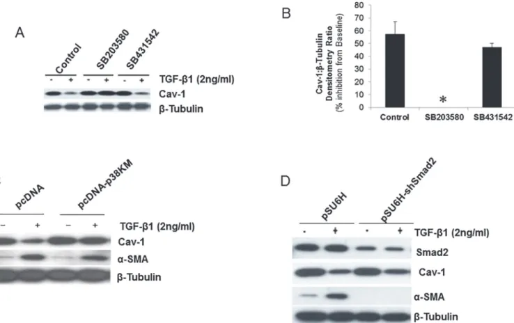 Figure 3. Down-regulation of Cav-1 by TGF-β1 is mediated by p38 MAPK-dependent and SMAD-independent mechanisms