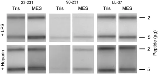 Figure 1. Antimicrobial effects of recPrP and variants. (A) In viable count assays, Escherichia coli and Candida parapsilosis were subjected to increasing doses of PrP in 10 mM Tris pH 7.4 (left panel) or 10 mM MES pH 5.5 (both containing 5 mM glucose) and