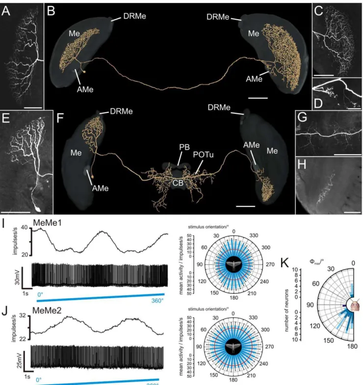 Figure 4. Morphology and physiology of intermedulla neurons (MeMe1, MeMe2). (A) Maximum intensity view of the arborizations of a MeMe1 neuron in the ipsilateral medulla
