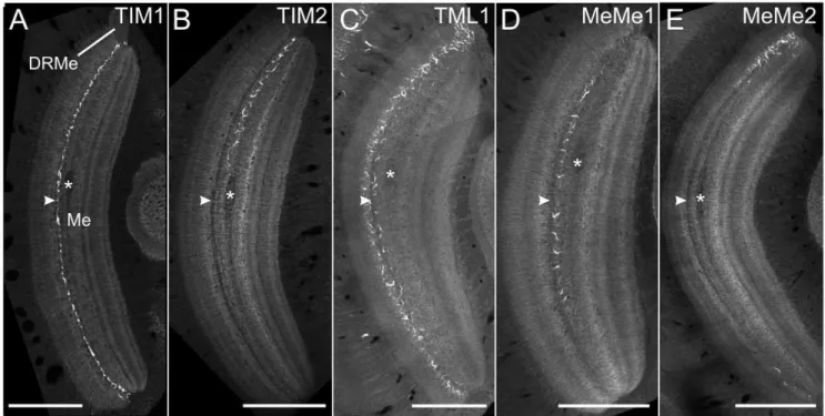 Figure 5. All polarization-sensitive neurons arborize in the same layer of the medulla