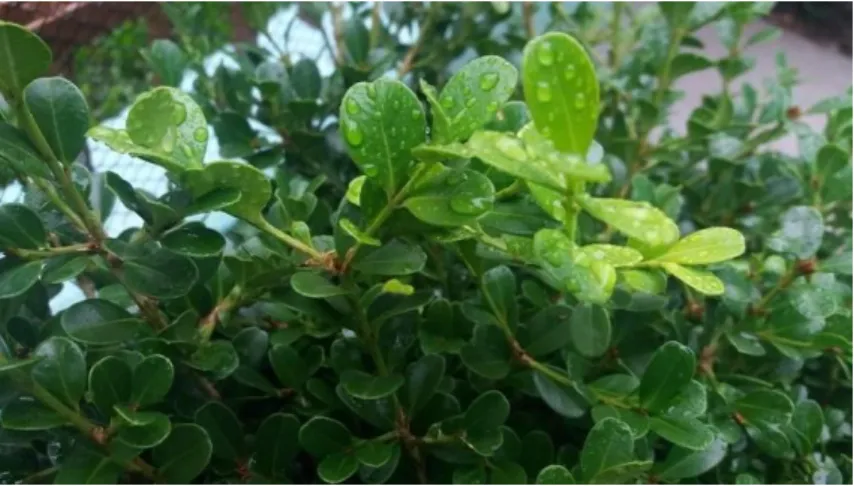 Figura 1: Foto registrada pelas crianças de uma planta do pátio da escola. 