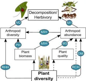 Figure 1. Possible mechanisms driving a positive plant diversity-ecosystem process relationship