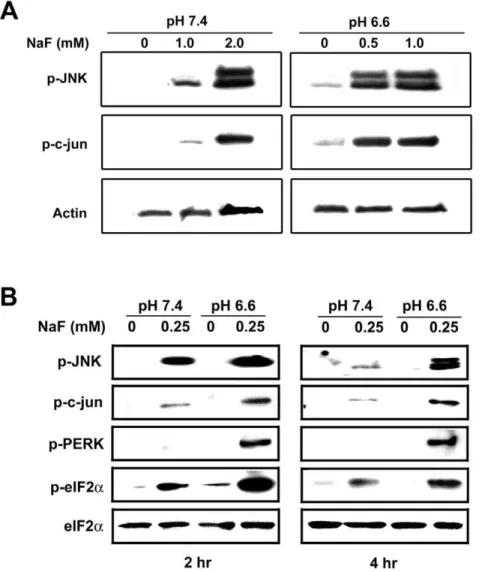 Figure 1. Low pH enhances F 2 -mediated stress. (A) Immunoblots of LS8 cells treated with indicated doses of NaF for 2 hr at pH 7.4 or pH 6.6 were probed for phosphorylated JNK and c-jun