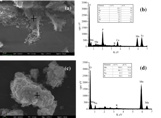 Figure 2. SEM and EDS spectra of biogenic Mn oxides (a, b) and freshly synthetic δ-MnO 2 (c, d).