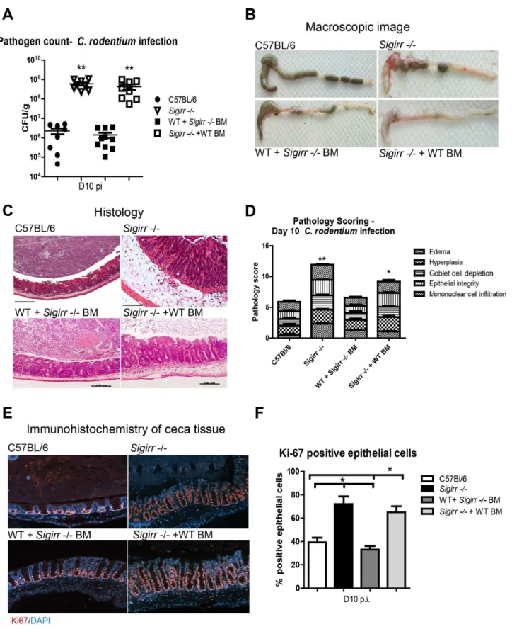 Figure 4. Non-BM derived cells mediate SIGIRR-dependent mucosal responses. WT and Sigirr 2 / 2 mice were used to generate BM chimeric mice, which were then infected for 10 days with C