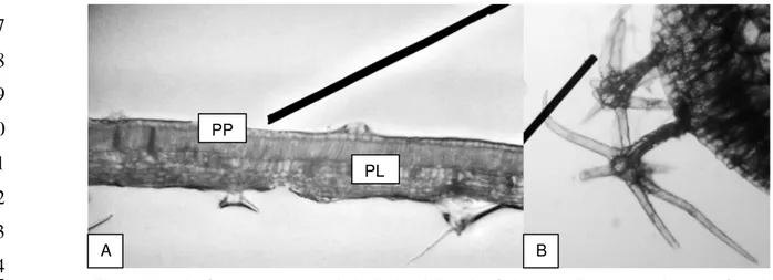 Fig. 4 – Seção transversal da nervura principal de Solanum gilo. Aspecto geral da nervura (A)-