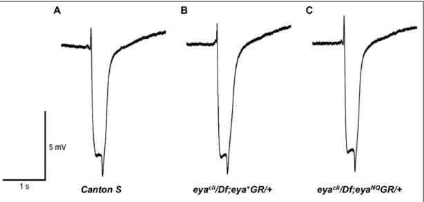 Figure 5. Mutations in the tyrosine phosphatase active site of Eya do not affect response to light
