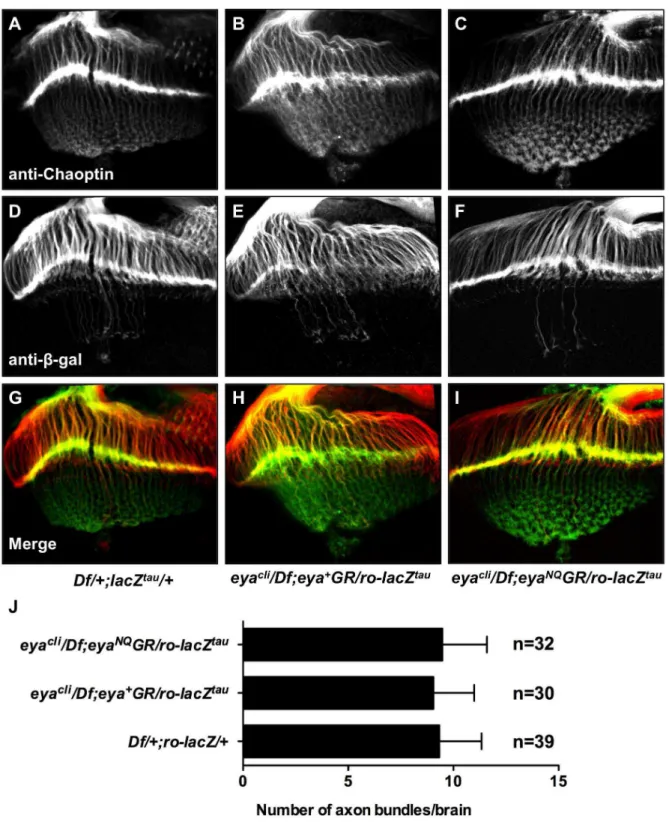 Figure 6. Animals rescued with eya*GR have normal photoreceptor axon projections. Third instar eye-brain complexes from Df/ + ; ro- ro-lacZ tau / + (A,D,G), eya cli /Df; eya + GR/ro-lacZ tau (B,E,H), and eya cli /Df; eya NQ GR/ro-lacZ tau (C,F,I) stained w