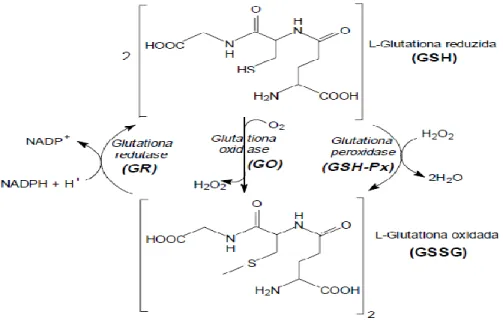 Figura 5. Atividade do Ciclo Redox. 