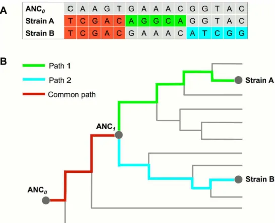 Fig 1. Principle of the phylogenomic-database based detection of mixed infection. (A) WGS reads of a mixed infection by strain A and B were mapped to the ANC 0 genome to call SNVs that include common SNVs (red color) shared by both strains and strain speci