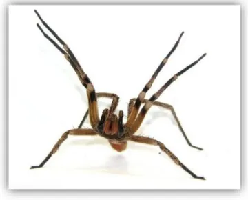 Figura 1- Aranha do gênero Phoneutria em postura de ataque.