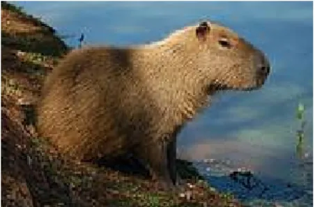 Figura 6 - Capivara (Hydrochoerus hydrochaeris)  