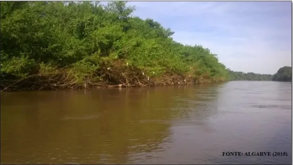Figura 2. Imagem de sacolas plásticas penduradas nas árvores que margeiam o rio Aquidauana,  município de Aquidauana – MS