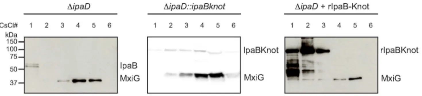 Figure 4. Co-localization of IpaB, IpaB-Knot and isolated NC. CsCl fractionation of NC from D ipaD (left panel) and D ipaD::ipaBknot (middle panel) or recombinant IpaB-Knot (rIpaB-Knot) (right panel)