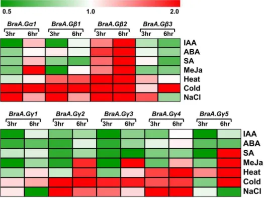 Figure 6. Heat map showing transcript accumulation of G-protein genes in response to phytohormone and stress conditions.