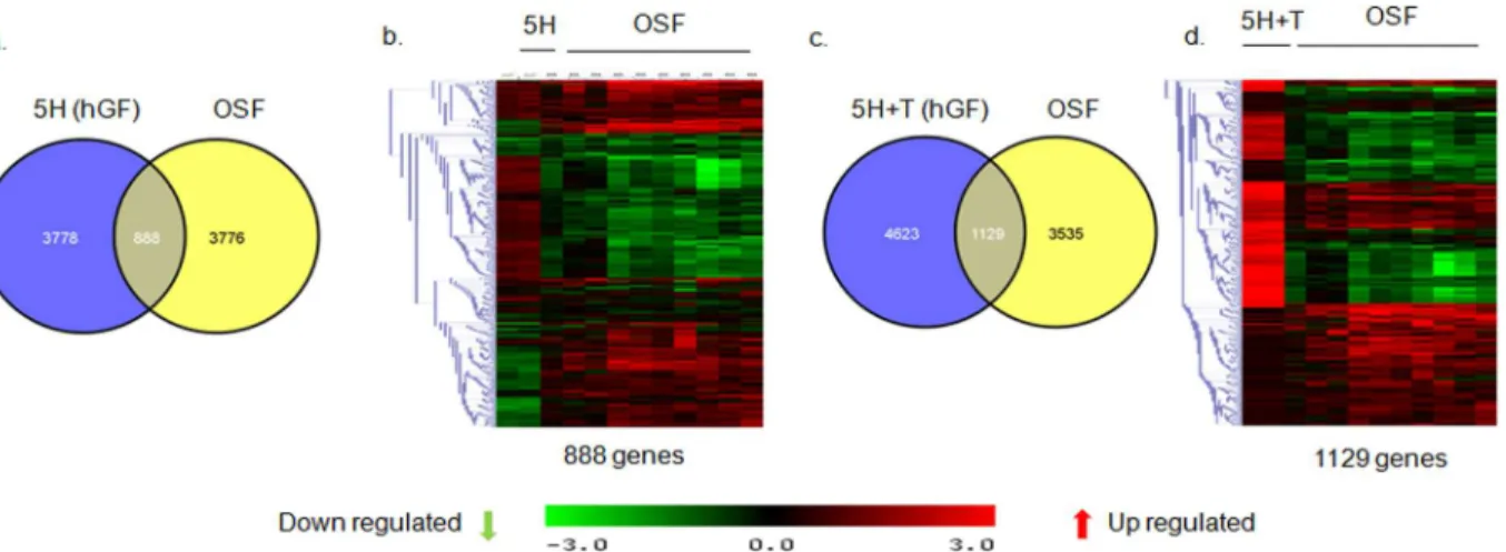 Fig 4. Areca nut and TGF-β induced transcriptome profile in fibroblast (hGF) cells is similar to OSF