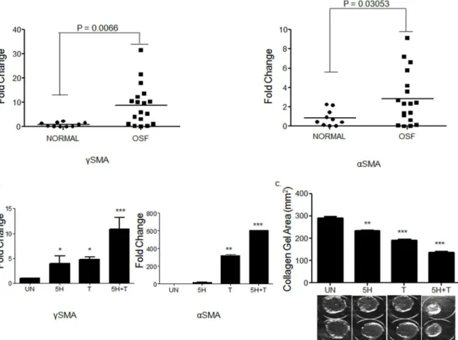 Fig 6. Areca nut enhances TGF-β mediated fibroblast activation. a] Scatter plots of qPCR evaluation of myofibroblast markers αSMA and γSMA in normal and OSF tissues